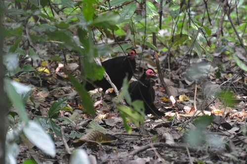 Black Guineafowl (Agelastes niger), photo 2