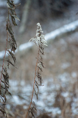 Solidago gigantea