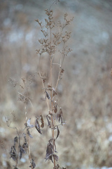 Filipendula ulmaria