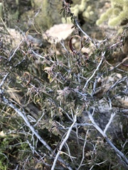 Calliandra eriophylla