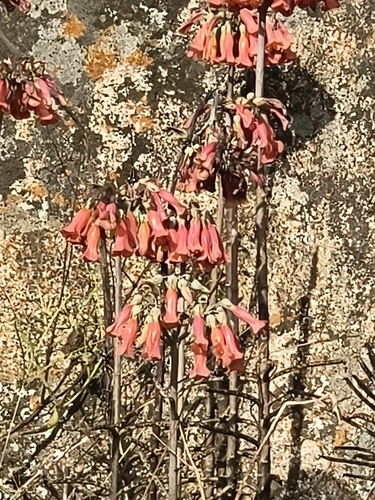 Mother of Millions