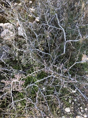 Calliandra eriophylla
