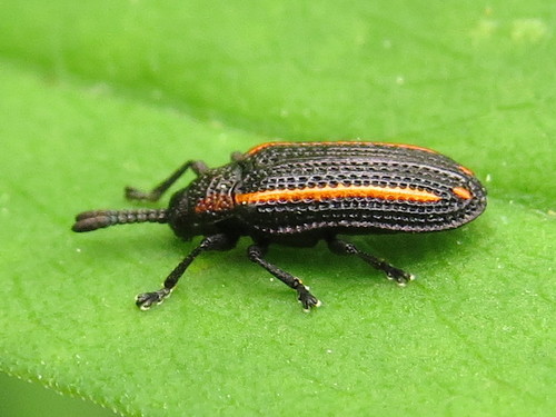 Microrhopala xerene photo 2