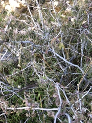 Calliandra eriophylla