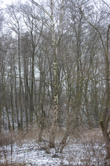 Betula pendula