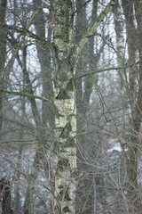 Betula pendula