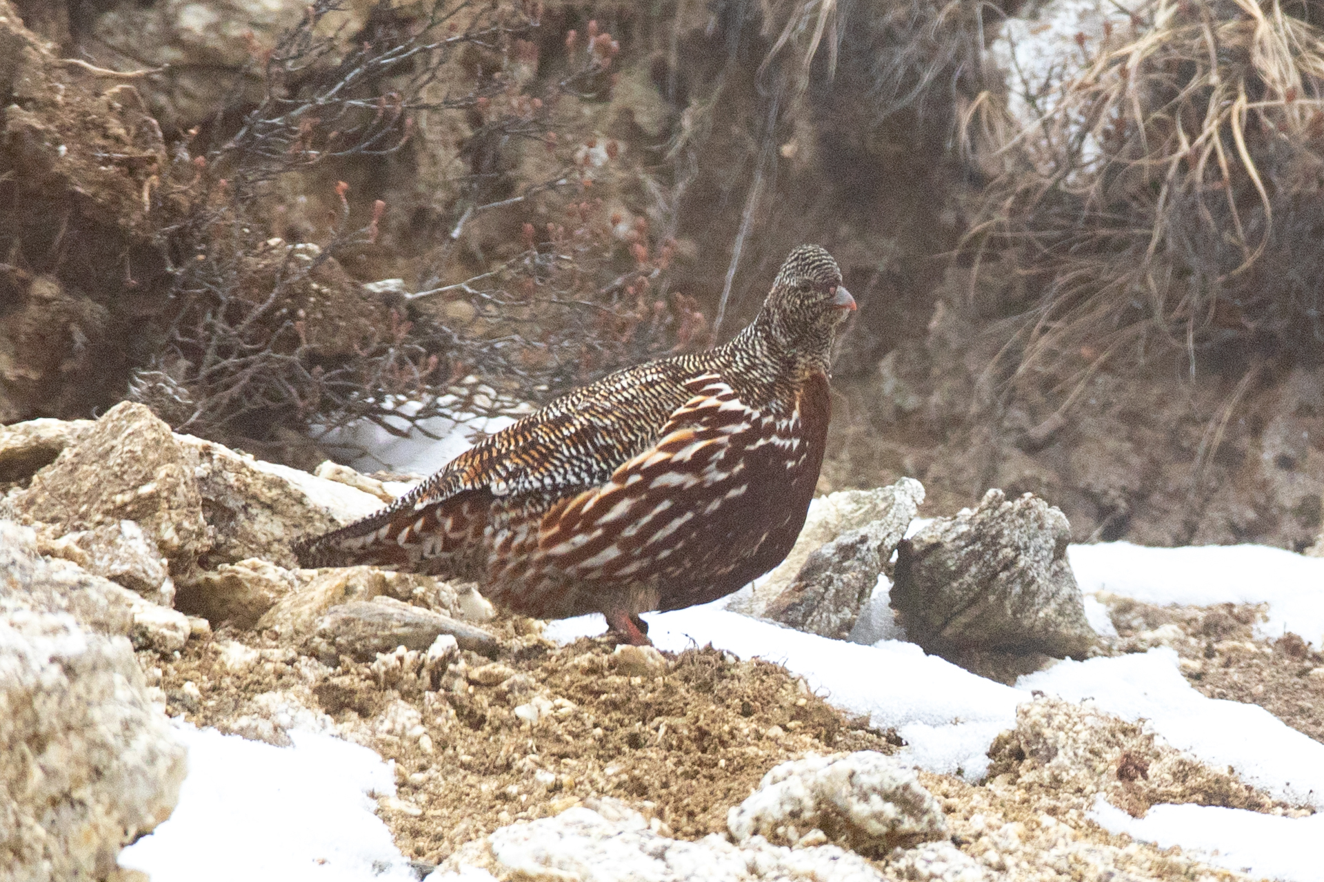 Snow Partridge illustration