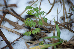 Anthriscus sylvestris