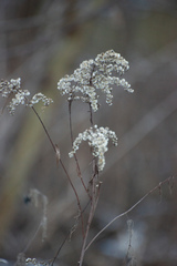 Solidago gigantea