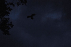 Steatornis caripensis