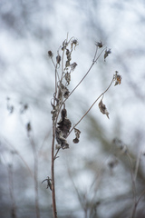 Helianthus tuberosus