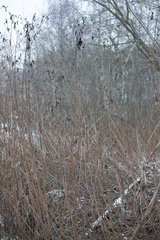 Helianthus tuberosus