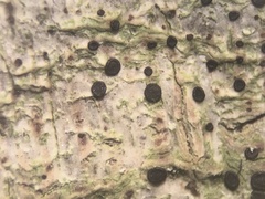 Lecidea erythrophaea