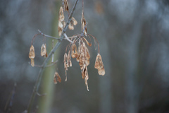 Acer negundo