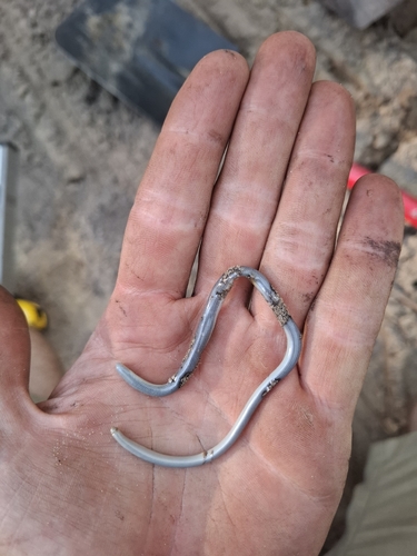 Typical Blind Snakes sighting