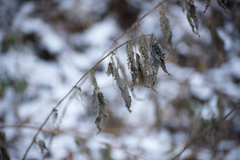 Urtica dioica
