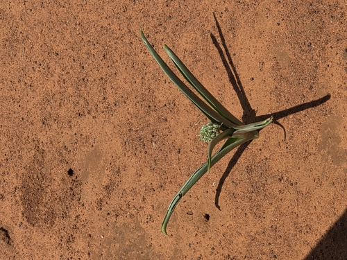 Albuca seineri