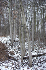 Populus tremula