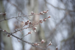 Populus tremula