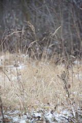 Calamagrostis epigejos
