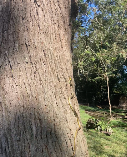 Common Tree Snake sighting