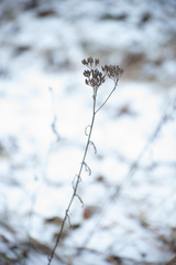 Achillea millefolium