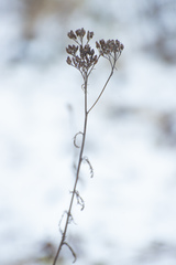 Achillea millefolium