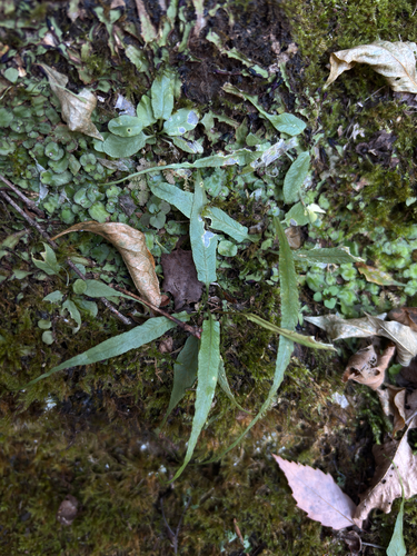 Asian walking fern
