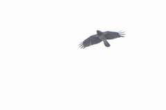 Corvus cornix