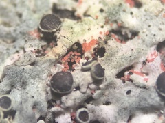 Erythricium aurantiacum