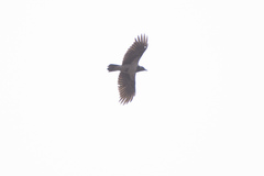 Corvus cornix