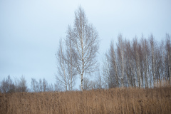 Betula pendula