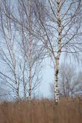 Betula pendula