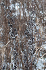 Artemisia vulgaris