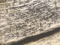 Protoparmelia hypotremella