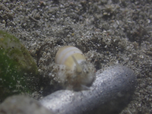 Oliva carneola observed 2025-11-11