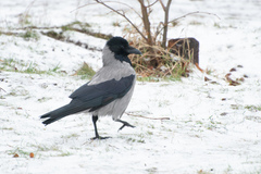 Corvus cornix