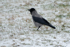 Corvus cornix