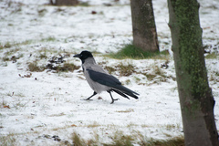 Corvus cornix