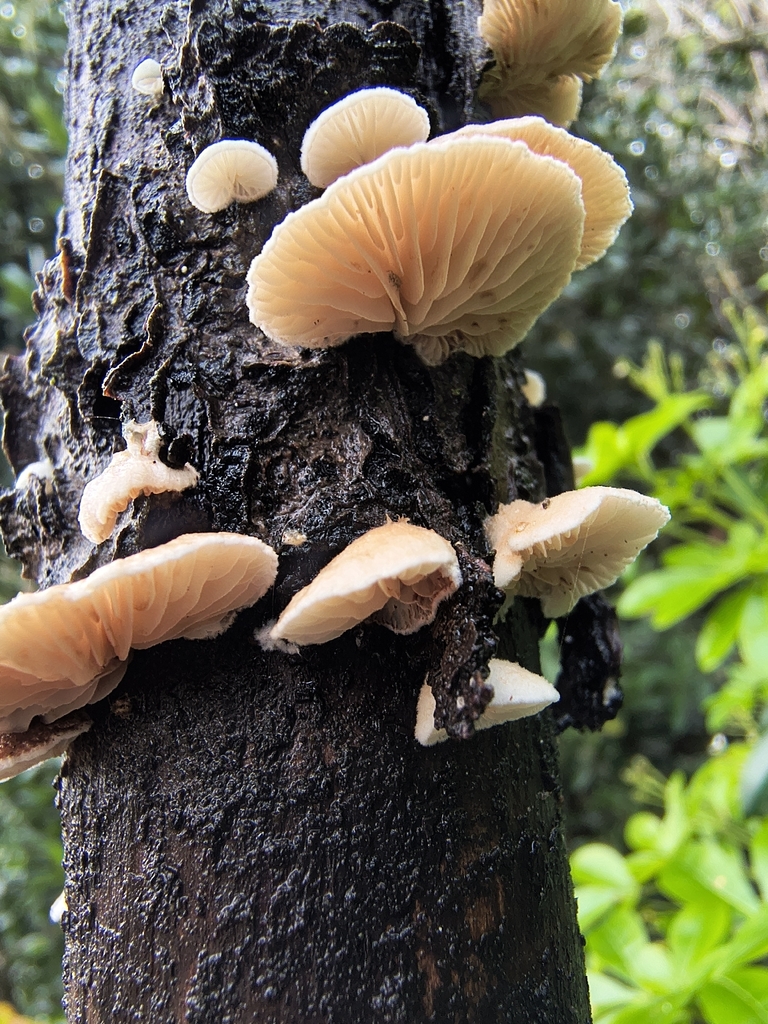 Crepidotus · November 2025 · photo: © ladymoth (iNaturalist, cc-by)