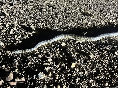 Carpet Python sighting