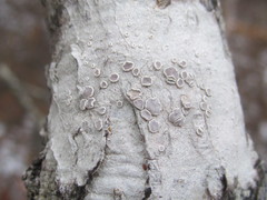 Lecanora subpallens