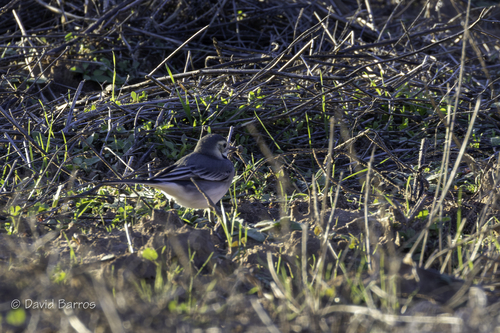 Pied Wagtail
