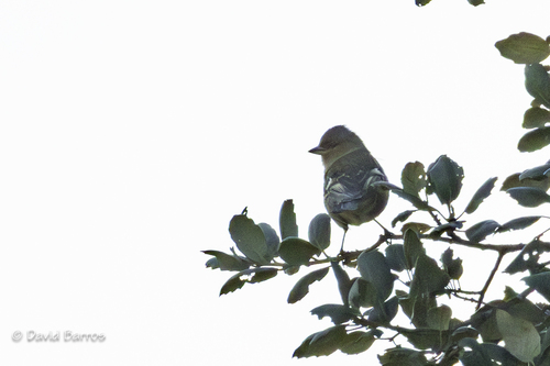 Common Chaffinch