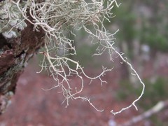 Usnea trichodea