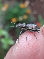 Naupactus tremolerasi