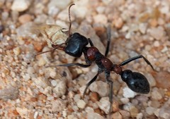 Myrmecia aberrans