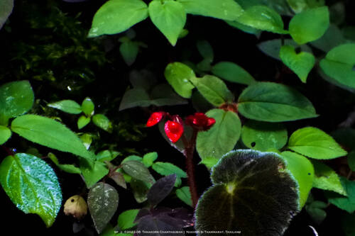 Begonia smithiae, 2023-08-19