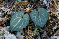 Asarum nipponicum nipponicum