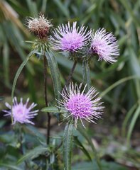 Cirsium suzukaense